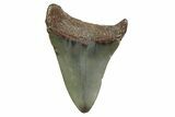 Juvenile Megalodon Tooth - North Carolina #354534-1